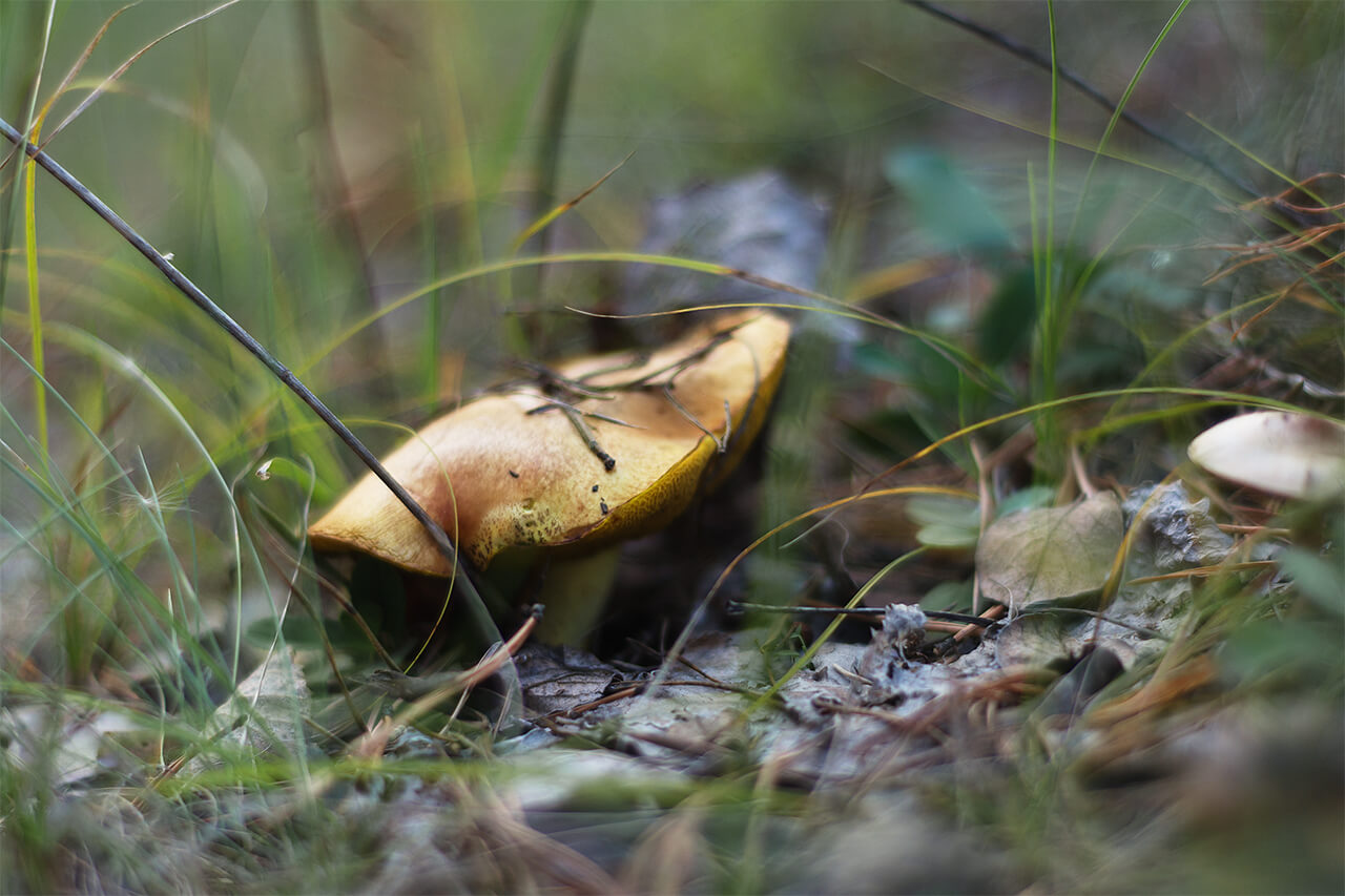 Плюсую обновление