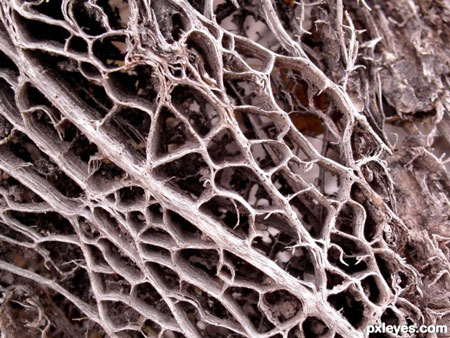 Увеличить изображение